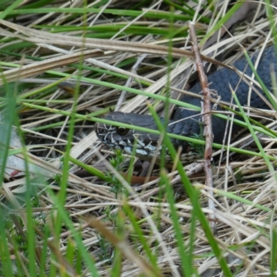 Austrelaps ramsayi (Highlands Copperhead) at Pilot Wilderness, NSW - 18 Dec 2019 by MB