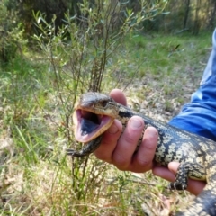 Tiliqua nigrolutea (Blotched Blue-tongue) at Pilot Wilderness, NSW - 17 Dec 2019 by MB