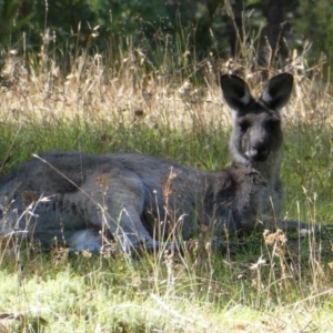 Macropus giganteus at Murray Gorge, NSW - 18 Mar 2017