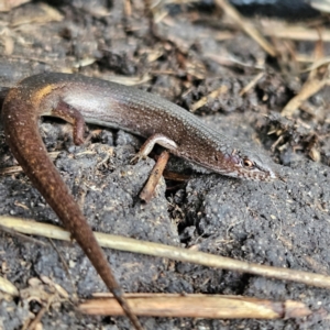 Saproscincus mustelinus at Braidwood, NSW - 19 Jul 2024 03:47 PM