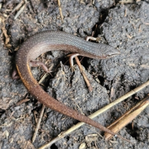 Saproscincus mustelinus at Braidwood, NSW - 19 Jul 2024 03:47 PM