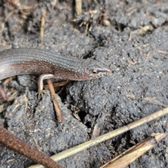 Saproscincus mustelinus at Braidwood, NSW - 19 Jul 2024 03:47 PM