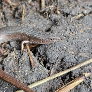 Saproscincus mustelinus at Braidwood, NSW - 19 Jul 2024 03:47 PM