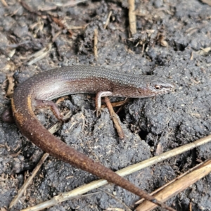 Saproscincus mustelinus at Braidwood, NSW - 19 Jul 2024 03:47 PM