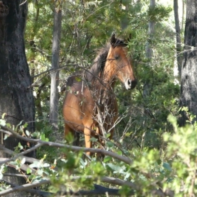 Equus caballus (Brumby, Wild Horse) at Tom Groggin, VIC - 19 Mar 2017 by MB