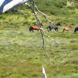 Equus caballus at Jagungal Wilderness, NSW - suppressed