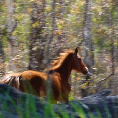 Equus caballus (Brumby, Wild Horse) at Barmah, VIC - 15 Nov 2018 by MB