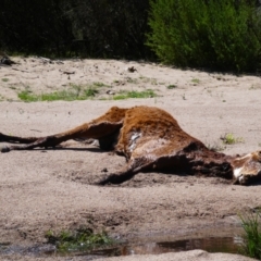 Equus caballus (Brumby, Wild Horse) at Byadbo Wilderness, NSW - 23 Oct 2018 by MB