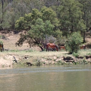 Equus caballus at Ingeegoodbee, NSW - suppressed