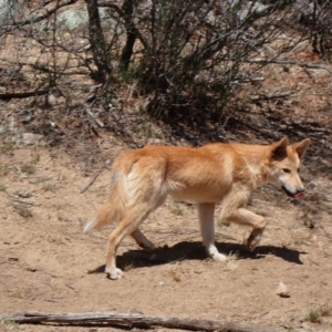 Canis lupus at Byadbo Wilderness, NSW - 18 Nov 2019