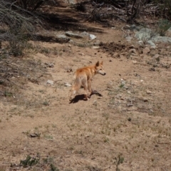 Canis lupus at Byadbo Wilderness, NSW - 18 Nov 2019 01:13 PM