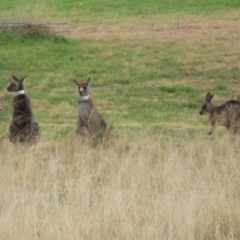 Macropus giganteus (Eastern Grey Kangaroo) at Richardson, ACT - 19 Jul 2024 by RodDeb