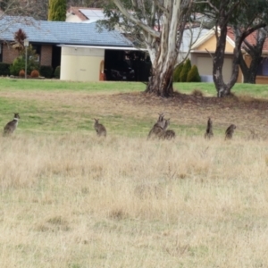 Macropus giganteus at Richardson, ACT - 19 Jul 2024 12:47 PM