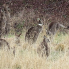 Macropus giganteus at Richardson, ACT - 19 Jul 2024 12:47 PM