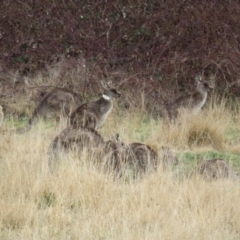 Macropus giganteus at Richardson, ACT - 19 Jul 2024 12:47 PM