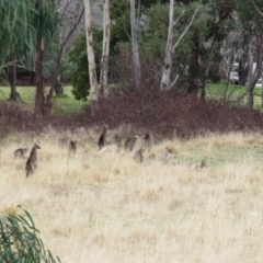 Macropus giganteus at Richardson, ACT - 19 Jul 2024 12:47 PM