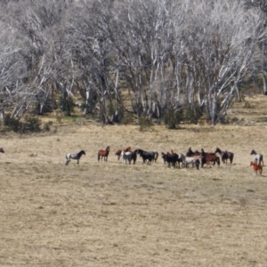 Equus caballus at Gooandra, NSW - 28 Sep 2023