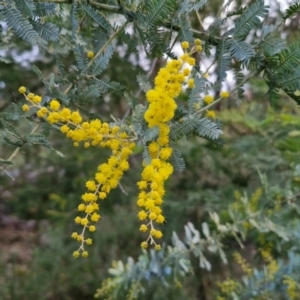 Acacia baileyana at Goulburn, NSW - 19 Jul 2024 05:04 PM