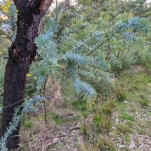 Acacia baileyana at Goulburn, NSW - 19 Jul 2024 05:04 PM