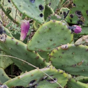 Opuntia ficus-indica at Goulburn, NSW - 19 Jul 2024