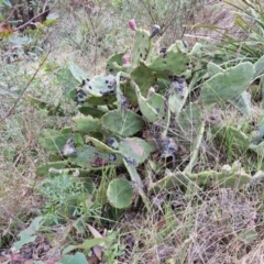 Opuntia ficus-indica at Goulburn, NSW - 19 Jul 2024