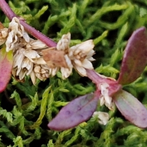 Alternanthera sp. A Flora of NSW (M. Gray 5187) J. Palmer at Goulburn, NSW - 19 Jul 2024 04:57 PM