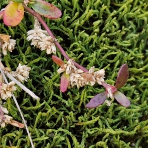 Alternanthera sp. A Flora of NSW (M. Gray 5187) J. Palmer at Goulburn, NSW - 19 Jul 2024 04:57 PM