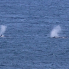 Megaptera novaeangliae (Humpback Whale) at Guerilla Bay, NSW - 19 Jul 2024 by LisaH