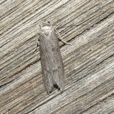 Oecophoridae (family) (Unidentified Oecophorid concealer moth) at Hattah, VIC - 22 Apr 2010 by WendyEM