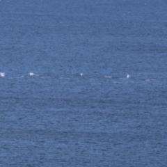 Unverified Marine Fish Uncategorised at Guerilla Bay, NSW - 19 Jul 2024 by LisaH