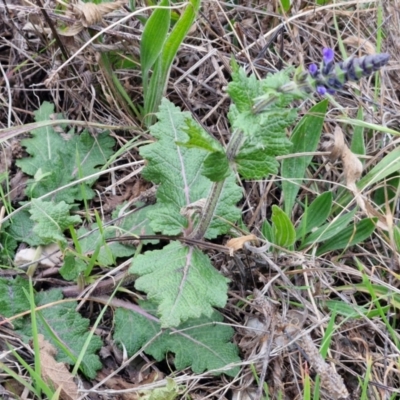 Salvia verbenaca var. verbenaca (Wild Sage) at Goulburn Mulwaree Council - 19 Jul 2024 by trevorpreston