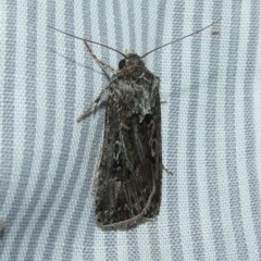 Agrotis (genus) at Hattah, VIC - 22 Apr 2010 by WendyEM