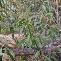 Eucalyptus dives at Goulburn, NSW - 19 Jul 2024