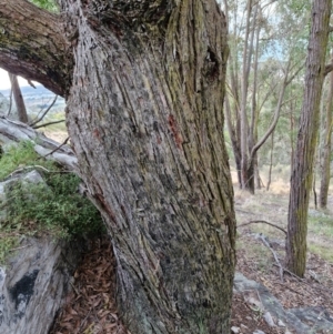 Eucalyptus dives at Goulburn, NSW - 19 Jul 2024