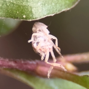 Membracoidea sp (super family) at Braddon, ACT - 17 Jul 2024