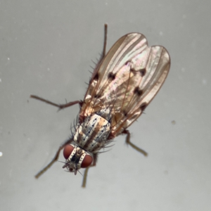 Anthomyia punctipennis at Braddon, ACT - 17 Jul 2024