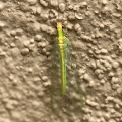 Mallada traviatus (Goldeneye Lacewing) at Braddon, ACT - 17 Jul 2024 by Hejor1