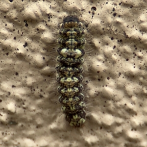 Thallarcha trissomochla at Braddon, ACT - 17 Jul 2024 12:04 PM