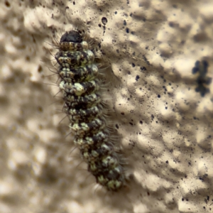 Thallarcha trissomochla at Braddon, ACT - 17 Jul 2024 12:04 PM