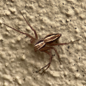 Oxyopes sp. (genus) at Braddon, ACT - 17 Jul 2024 12:06 PM