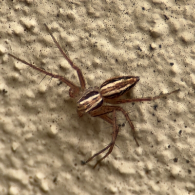 Oxyopes sp. (genus) (Lynx spider) at Braddon, ACT - 17 Jul 2024 by Hejor1