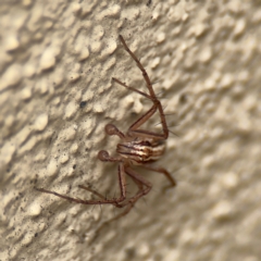 Oxyopes sp. (genus) at Braddon, ACT - 17 Jul 2024 12:06 PM