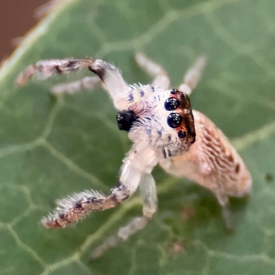 Opisthoncus grassator (Jumping spider) at Braddon, ACT - 17 Jul 2024 by Hejor1