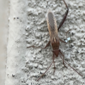 Melanacanthus scutellaris at Braddon, ACT - 18 Jul 2024 04:57 PM