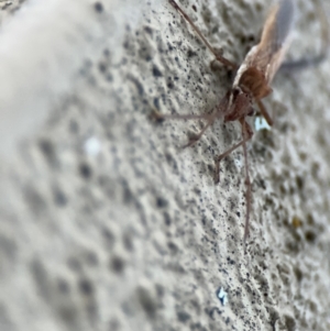 Melanacanthus scutellaris at Braddon, ACT - 18 Jul 2024