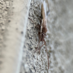 Melanacanthus scutellaris at Braddon, ACT - 18 Jul 2024