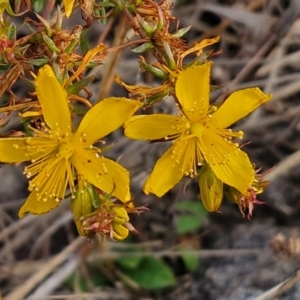 Hypericum perforatum at Goulburn, NSW - 19 Jul 2024