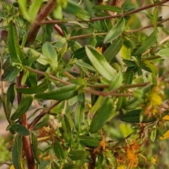 Hypericum perforatum at Goulburn, NSW - 19 Jul 2024 04:38 PM