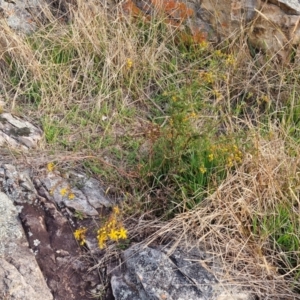 Hypericum perforatum at Goulburn, NSW - 19 Jul 2024 04:38 PM