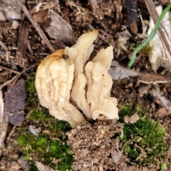 Unidentified Coralloid fungus, markedly branched at Goulburn, NSW - 19 Jul 2024 by trevorpreston